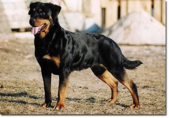 Era von der Goldquelle