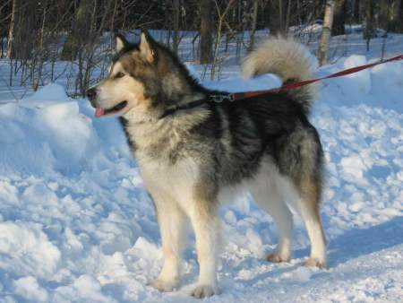 Xymaron of Eggy's Dreamfire