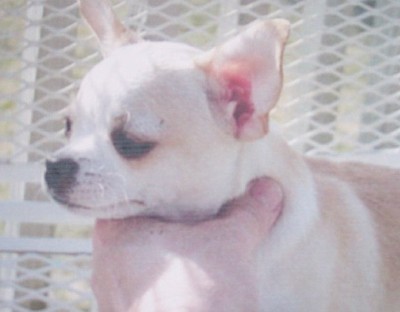 Fandango Diamond Solotaire (Top Producing Dam)