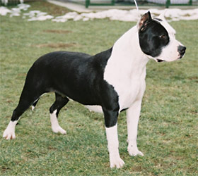 CHM-HR CH Kali Diva Sting