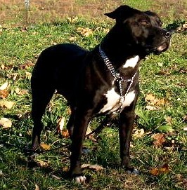 Haragei'S Funny Girl