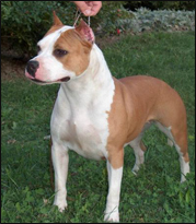 INTCH,MULTI CH Belinda Junior Of Sirmiland