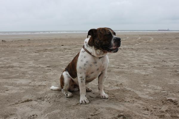 Freedombulls Hugo Boss