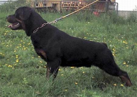 Matcho of Nikola's Lion