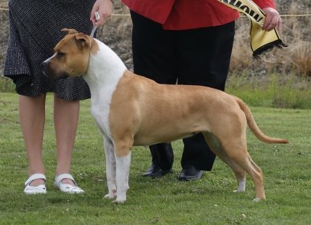 BIS RBISS NZ CH Amseraphs Raise The Stakes