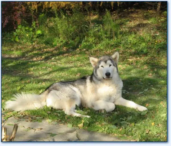 Silver Dream Z Radockiej Góry