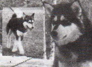 Tote-Um's Ballard Queen