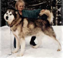 Targhee Strawberrie's Shaman