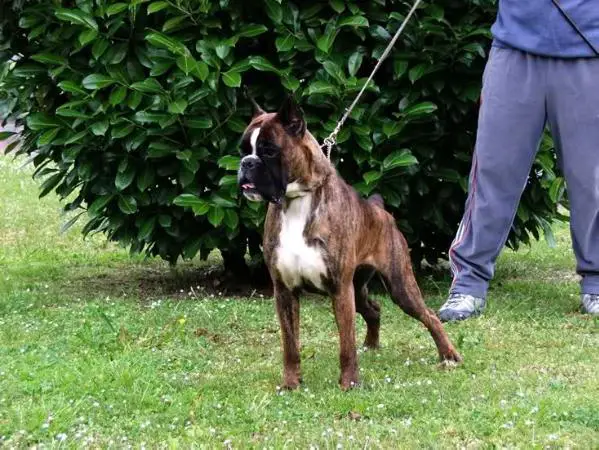 Chiara De Villa Astur