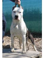 Moon Rock Landi's Love At Sting