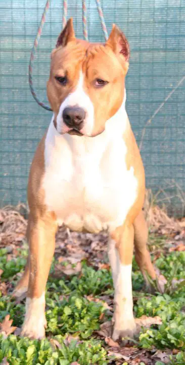 De Paco XZ Ol' Texas Redbolt