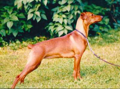 Of Leijliden SASTANJA SUE