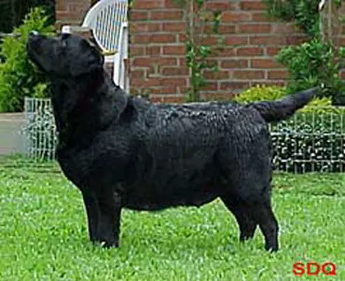 CH Beechcroft's Surprise at Preton