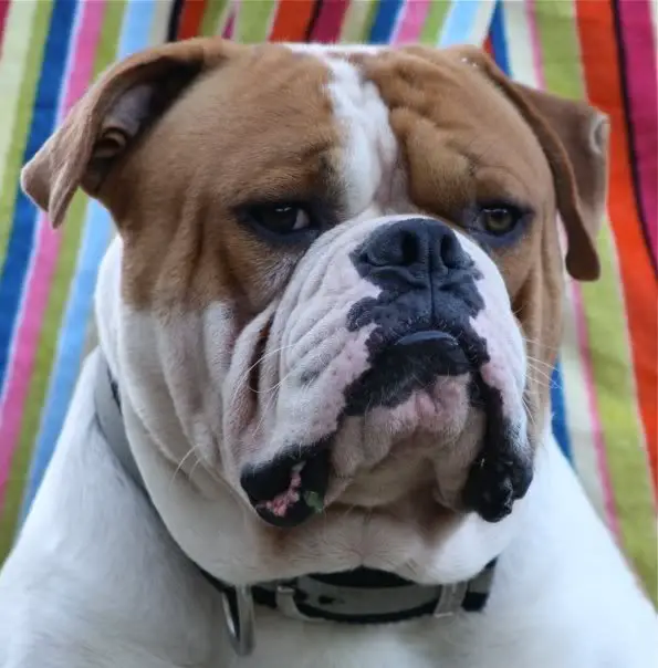 Massimo's Brando of Manstoppers