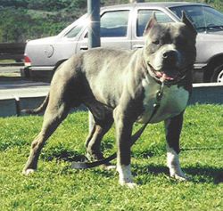 Gray Line's Raider II