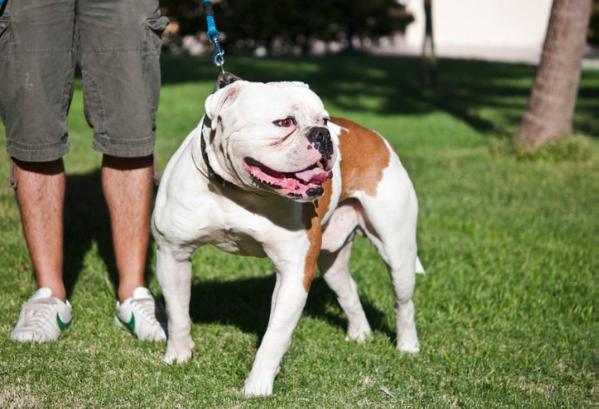 Starbulldog Bud of SRK