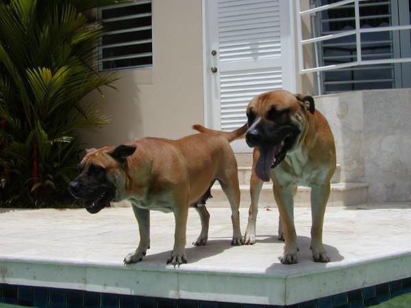 Laika De Borinquen Gladiator