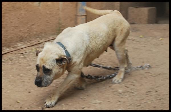 Lluna de Rompehuesos