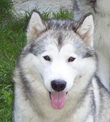 BISS CH. Aja Majdalenka