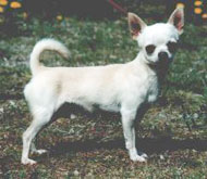 CH Misty Meadow's Peter Piper
