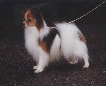 Pierosas Chapau Claque