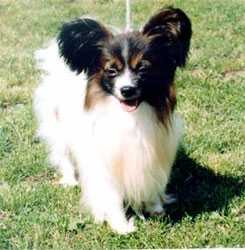 Fly High Rocky Rocketeer