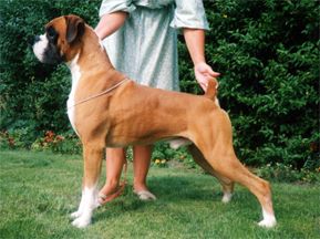 Santonoakes Robbie Redcoat