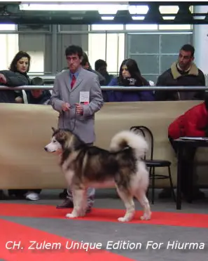 CH MEX Zulem Unique Edition For Hiurma De Nast