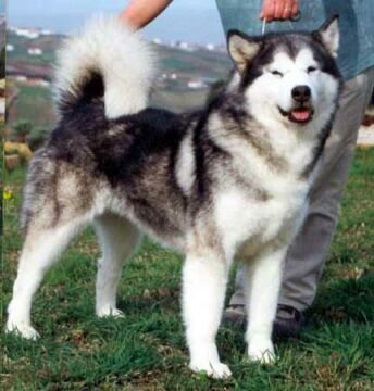 Artic-Luv Crystal Clear