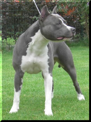 Guardians of Tower Andy