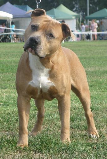 BIS BISS GR CH Anican Weapon X