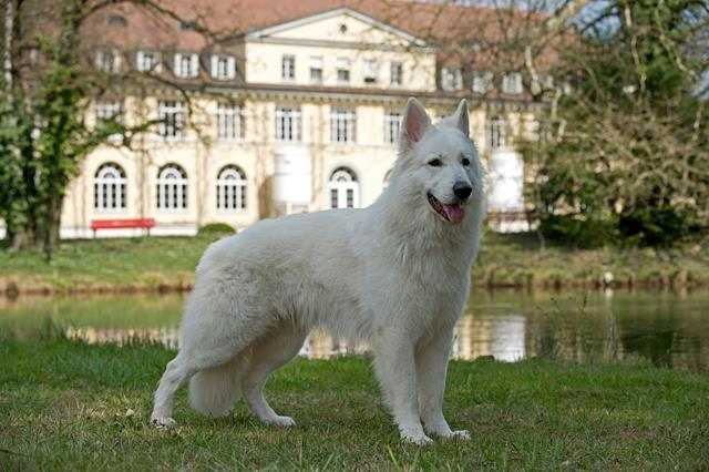 Mulit-Champ.Club-Champ.Veteranen-Champ.BOB,BOS.BIS.BOG Highlander-Leon of Buscin's Love