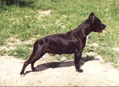 Zargona Frisco Victor