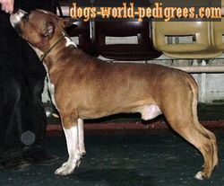 Kredo Festa Volition of Heart