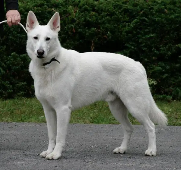 BIS CAC BOB LaRon van de Timberhoeve