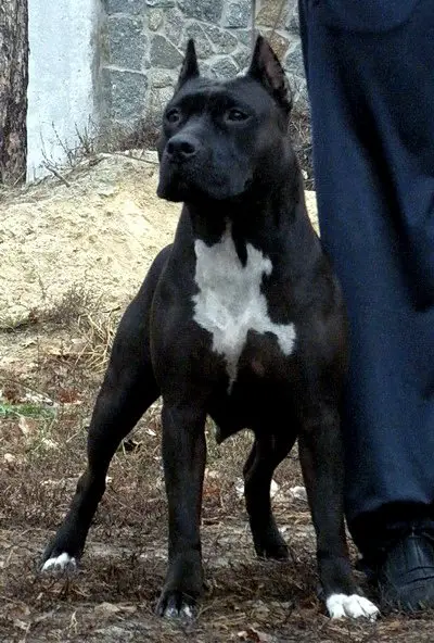 Shagane S Аlmaznogo Оstrova