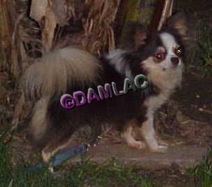 D'am-L'ac Bz-Pa Orinoco-L