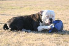 Texas Pride Lyken Riddick