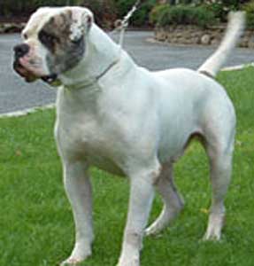 Mado's Lascard du paradis des braves