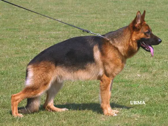 VA2 USA V1 BSZS'03 Indo von der Bildeiche