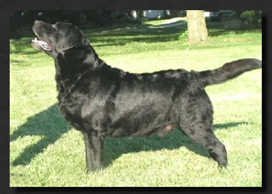 AKC CH Glengary Lubberline Schooner