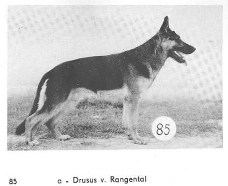 V Drusus vom Rangental