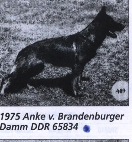 DDR SGRN 1975, V1 Anke vom Brandenburger Damm