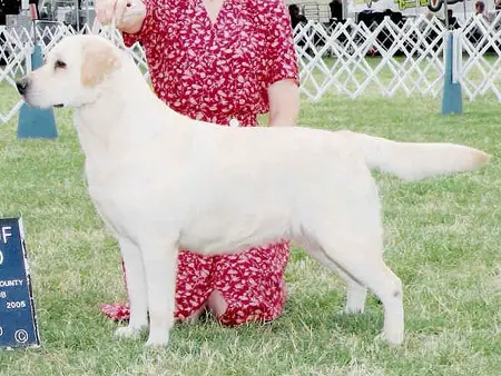 Blackthorn'S Chatty Cathy