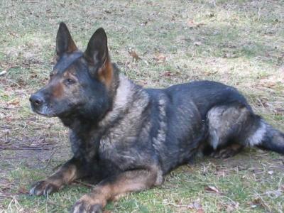 Daggy von Granit Rose