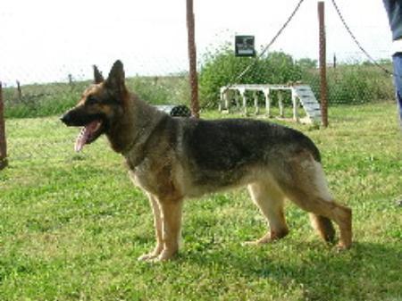 SG Alena vom Bernhardinerhof