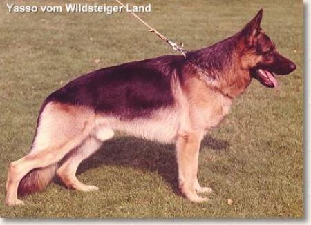V6 Yasso vom Wildsteiger Land