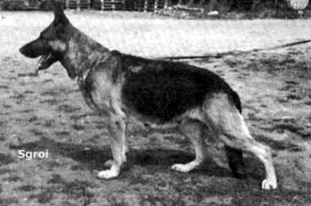 V Zanda von der Wienerau