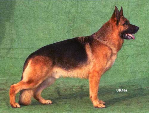 VA1 (S) SUCH X-Sensation Norton