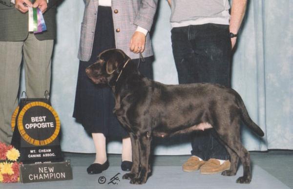 CAN CH Twigs Red Hot Chilli Pepper